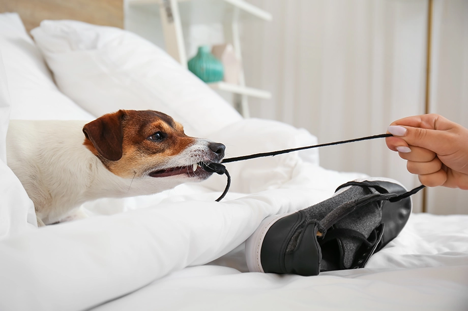 Gedragstherapie hond bewakingsgedrag Geert De Bolster