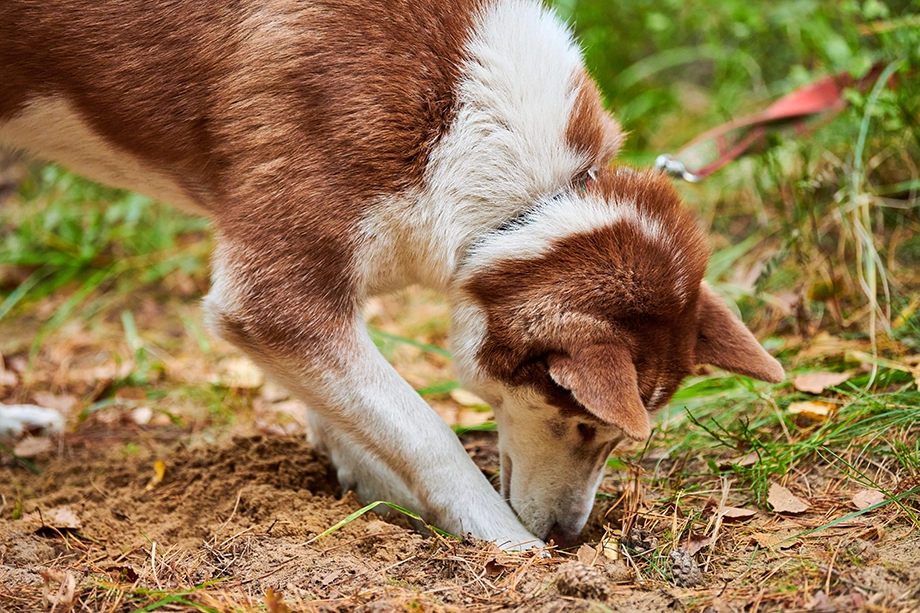 Gedragstherapie hond graven in de tuin Geert De Bolster