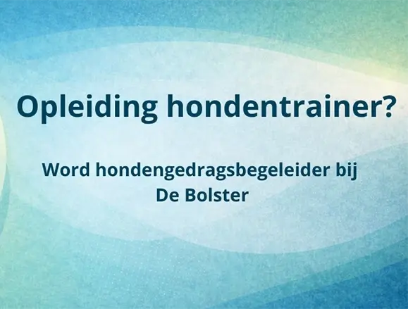 Hondentrainer worden De Bolster Academy tumb