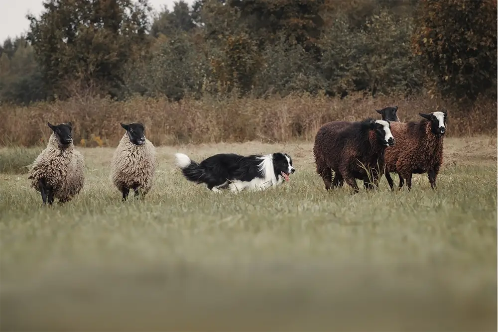Border Collie met schapen Geert De Bolster