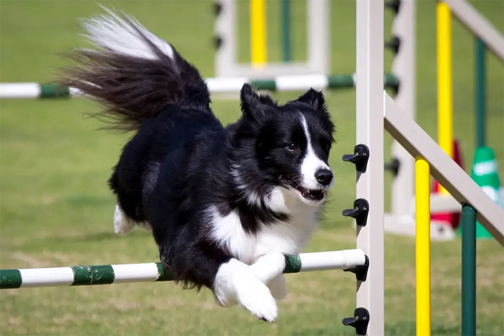 Border Collie op de toestellen trainingsweide Geert De Bolster