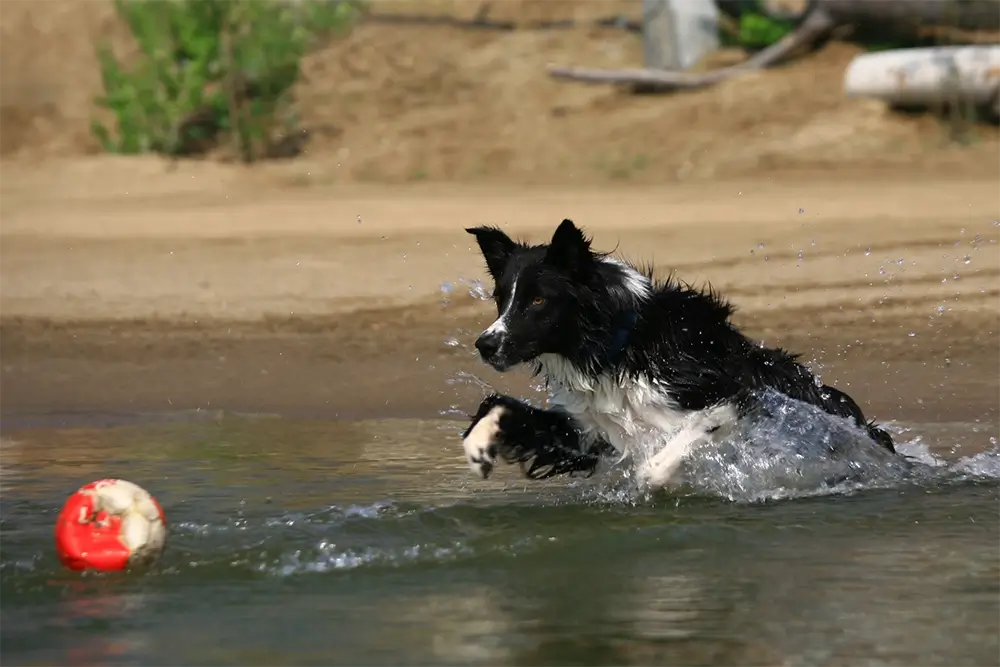 Border Collie in water achter bal Geert De Bolster