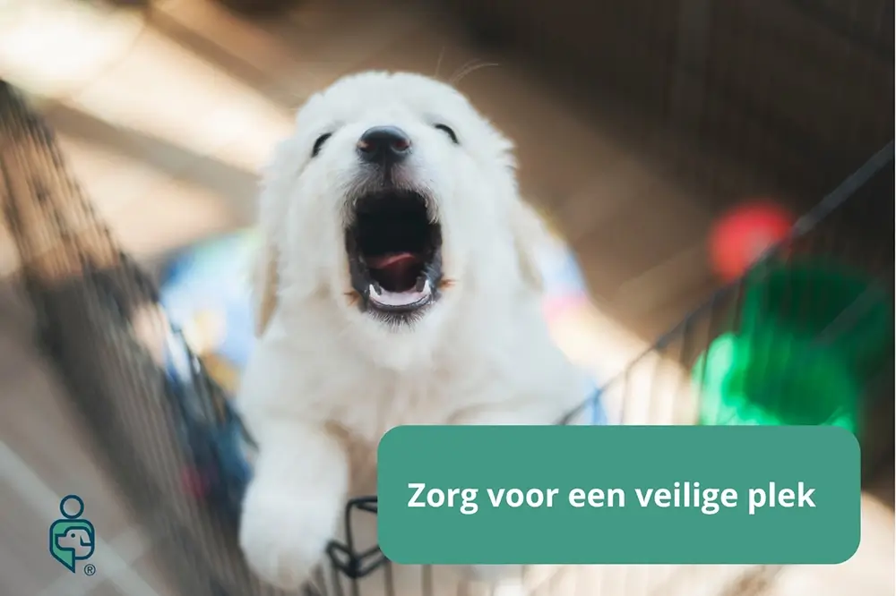 Puppy zindelijk maken hond huilt