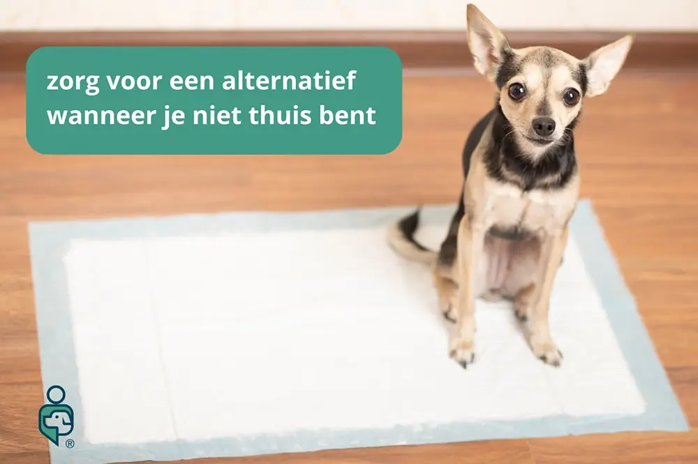 Puppy zindelijk maken hond op plasmat