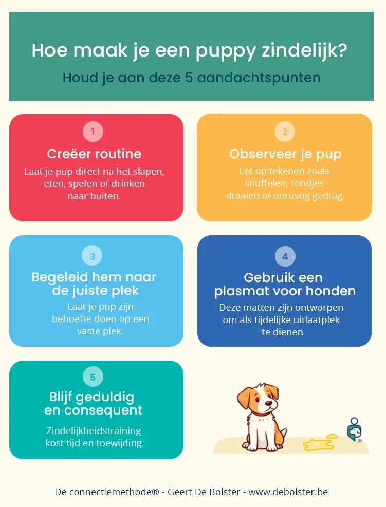 Puppy zindelijk maken infographic Geert blog