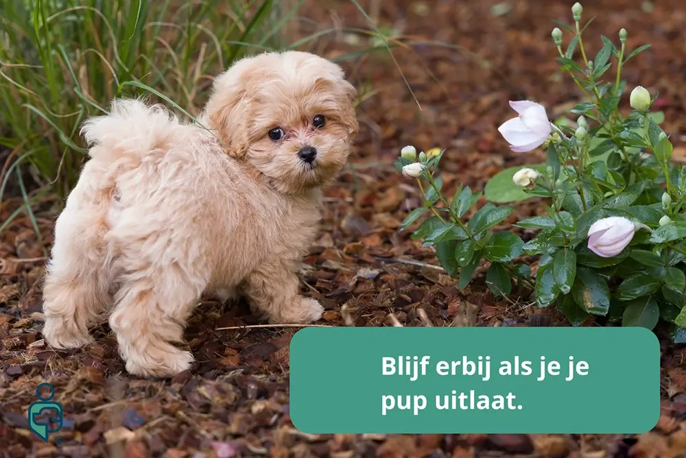 Puppy zindelijk maken pup buiten