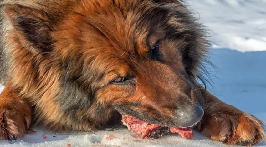 Hond eet gras maar is carnivoor