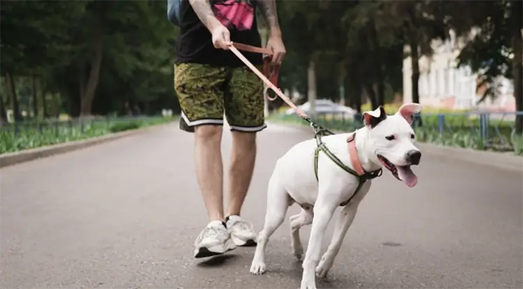 Hond hijgt veel bij trekken aan de riem