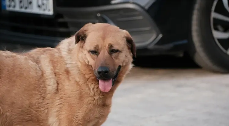 Hond hijgt veel door gezondheidsproblemen