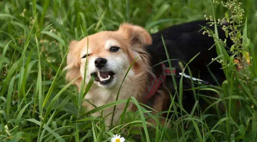Waarom eet mijn hond gras - hond die gras aan het eten is