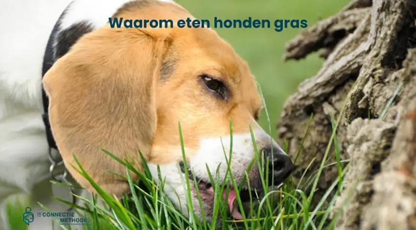 Waarom eten honden gras blog Geert De Bolster