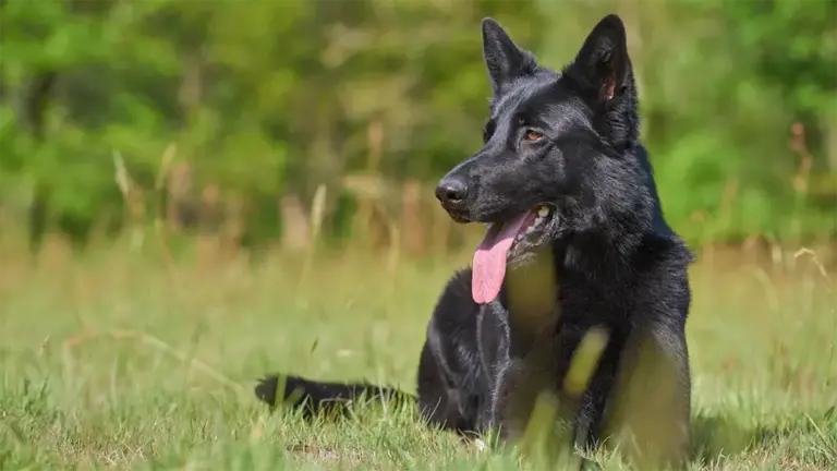 Actieve hond Herdershond de connectiemethode