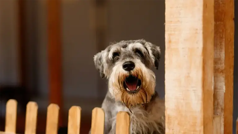 Hond blaft en springt bij bezoek de connectiemethode
