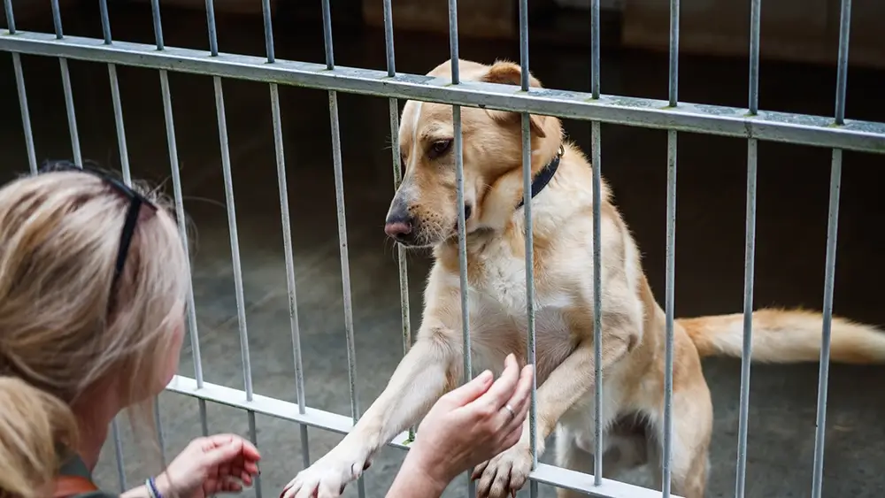 Adoptiehond met verlatingsangst Hond tegen tralies bij afscheid Geert De Bolster