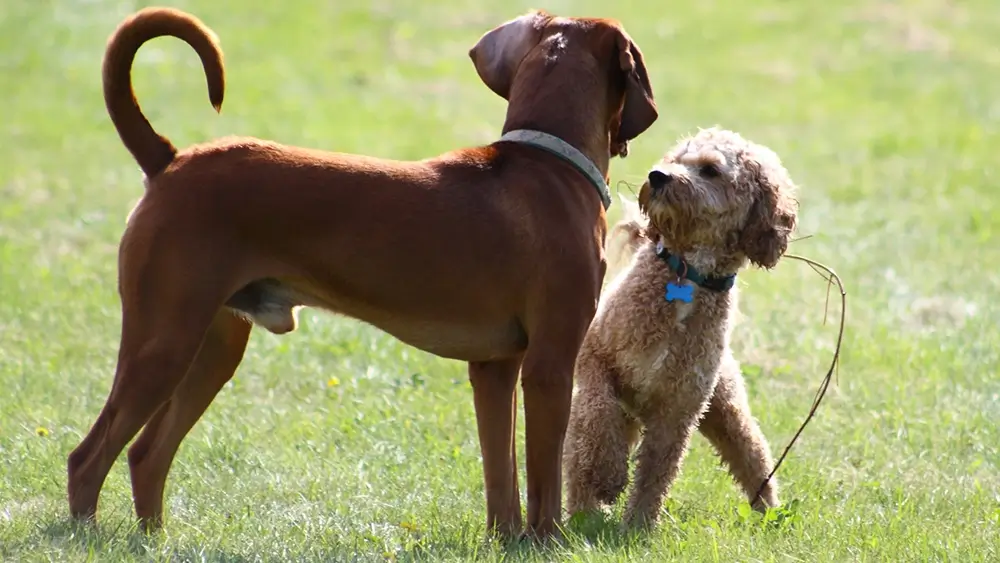 Communiceren hond en hond Geert De Bolster