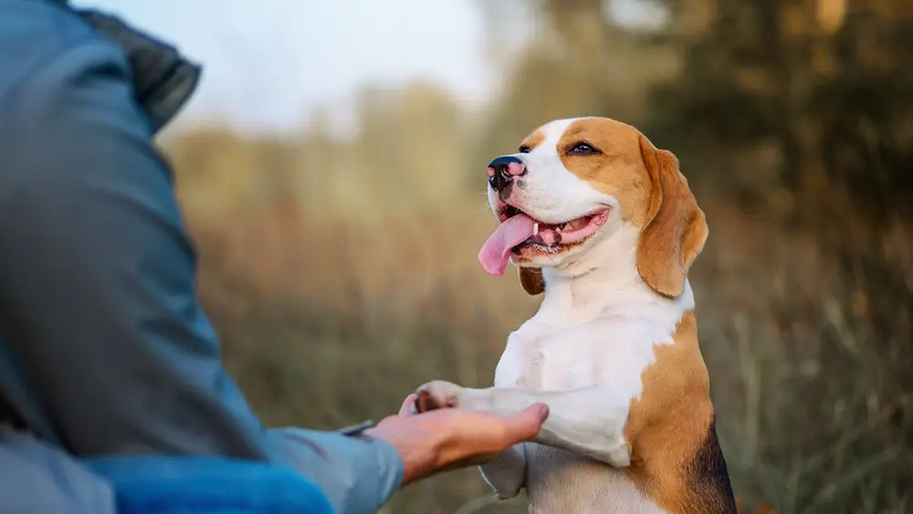 Communiceren met je hond debolster.be