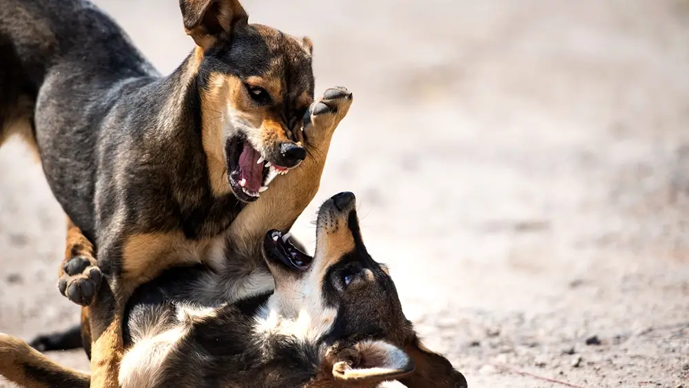 Hond agressief naar gezinsleden thuis geert De Bolster de connectiemethode belgie
