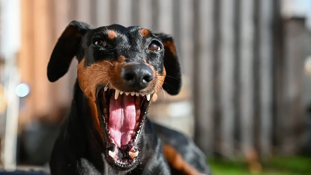 Hond agressief naar gezinsleden thuis geert De Bolster de connectiemethode