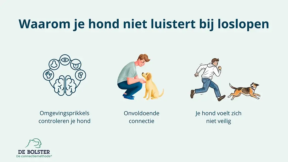 Hond luistert niet bij loslopen infographic