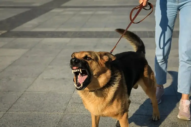 uitvallen aan de lijn hond valt uit aan de leiband Geert De Bolster