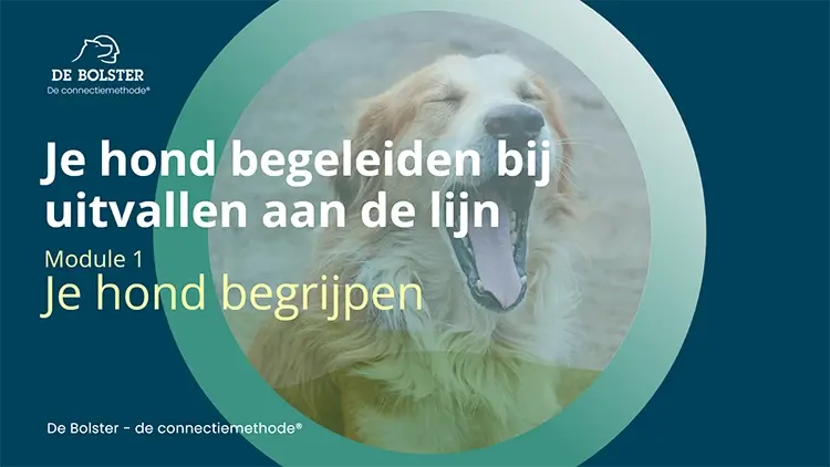 uitvallen aan de lijn je hond begrijpen Geert De Bolster