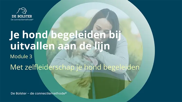 uitvallen aan de lijn je zelfleiderschap Geert De Bolster