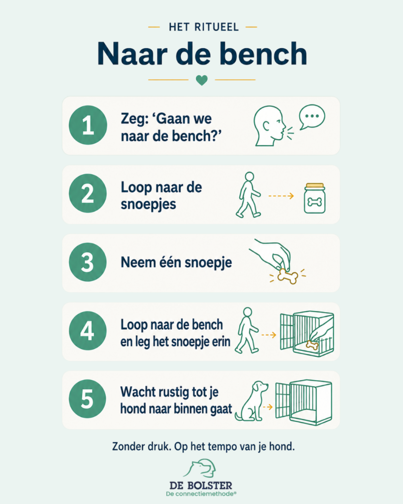 Zo leert je hond naar de bench gaan I De connectiemethode