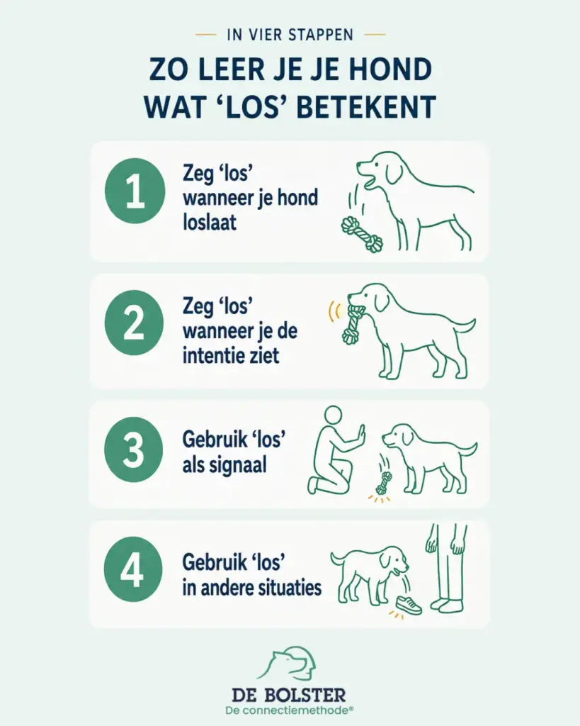 Infographic met vier stappen om je hond te leren wat ‘los’ betekent