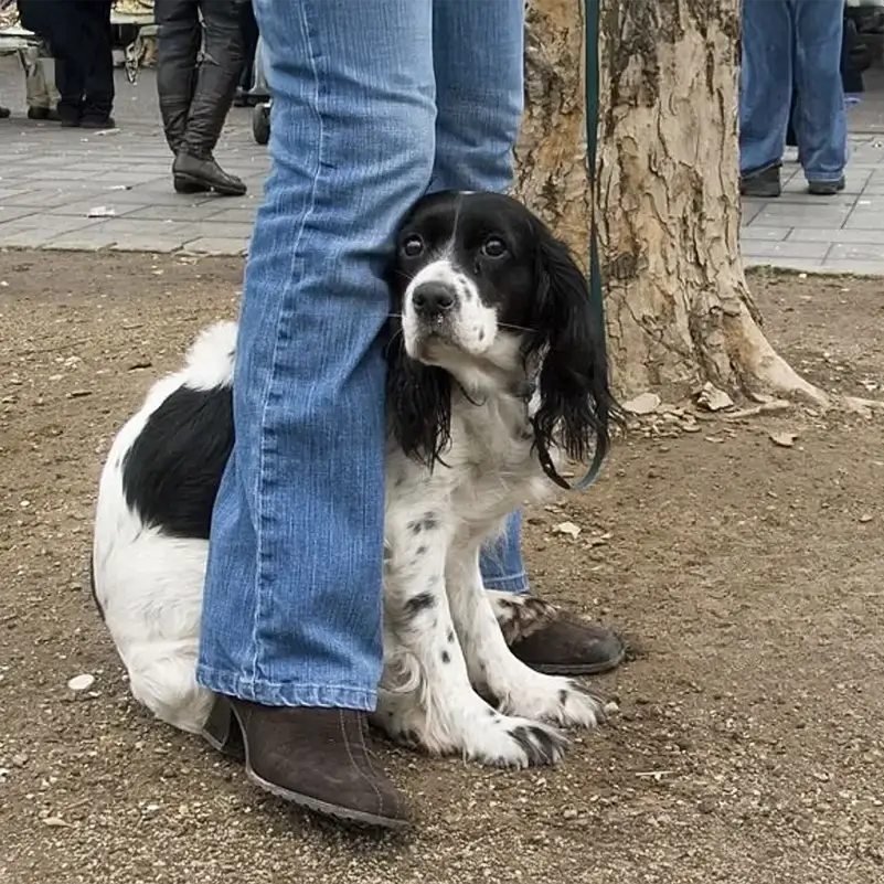 Mijn hond is angstig De Bolster