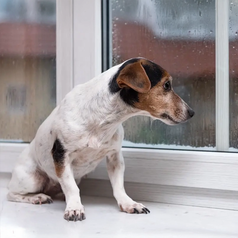verlatingsangst hond mijn hond kan niet alleen zijn De Bolster